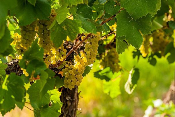 Washington State-Pasco Clusters of Sauvignon Blanc grapes